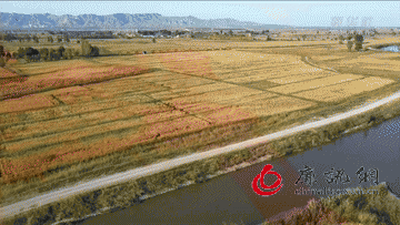 盐碱地变良田 桑干河畔稻飘香